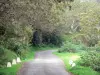 Тамаринская лесная дорога - Дорога Little Hauts выложена тамаринами