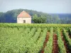 コート＝ドールの風景 - コート-ド-ボーヌのブドウ畑：サヴィニー-レ-ボーヌのブドウ畑を見下ろすcabotte（ワインメーカーの小屋）