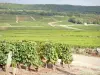 コート＝ドールの風景 - コート-ド-ボーヌのブドウ園：ピュリニー-モントラシェのブドウ園