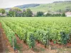 コート＝ドールの風景 - コート-ド-ボーヌのブドウ畑：シャトー-ド-ラ-コマレーヌとポマールのブドウ畑