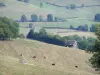 コート＝ドールの風景 - 傾斜した牧草地の牛