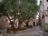 サン・トロペ - オリーブの木と小さな広場の真ん中にある噴水と旧市街の家