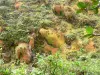 スーフリエール - 火山の斜面に植生。グアドループ国立公園、バセテール島