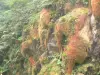 スーフリエール - 火山の植生