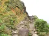 スーフリエール - 火山の頂上に至る道に沿った植生