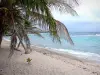 デシレード - 大西洋を望むプチリビエールビーチのココナッツの木