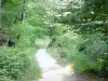 ドロームの風景 - Saouの森の並木道