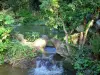 バガテル公園 - バガテルパーク: 植生に囲まれた水のかけら