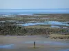 フラワーコースト - Villervilleビーチと干潮時の岩、海鳥と海（La Mancha）