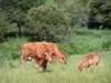 利穆赞地区Millevaches地区自然公园 - 利穆赞奶牛在树木环绕的牧场上
