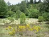 利穆赞地区Millevaches地区自然公园 - Millevaches高原的植被