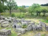 利穆赞地区Millevaches地区自然公园 - Plateau de Millevaches：Gallo-Roman遗址的汽车（葬礼综合体）在树木繁茂的环境中