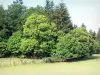 利穆赞地区Millevaches地区自然公园 - MassifdesMonédières：绿树成荫的牧场