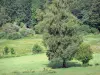 利穆赞地区Millevaches地区自然公园 - Millevaches高原：草地点缀着树木，在森林的边缘