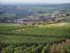 勃艮第南部的风景 - Mâconnais葡萄园的葡萄园的领域