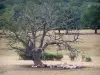 勃艮第南部的风景 - 绵羊群在树的脚的