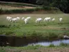 勃艮第南部的风景 - 夏洛来牛群在一条河的边缘的一个草甸威胁