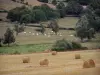 勃艮第南部的风景 - 干草堆在领域和夏洛来牛牧群在牧场种植与树
