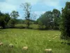 地域自然公園カウセデュケルシー - 牧草地の羊と木々
