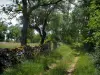 地域自然公園カウセデュケルシー - 草が茂った道、乾いた石の壁、木々