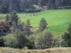 地域自然公園Livradois-Forez - 牧草地、牛および木