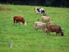 地域自然公園Livradois-Forez - 牧草地の牛