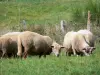 地域自然公園Livradois-Forez - 牧草地の羊