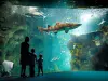 拉罗谢尔水族馆 - 旅游、度假及周末游指南滨海夏朗德省
