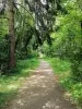 格鲁奇城堡 - 绿树成荫的小路