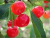 蒙莫朗西的樱桃 - 美食指南、度假及周末游瓦勒德瓦兹省