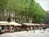 阿维尼翁 - 时钟广场及其咖啡馆露台和梧桐树
