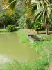 黑角 - 郁郁葱葱的绿叶的水产养殖公园池塘