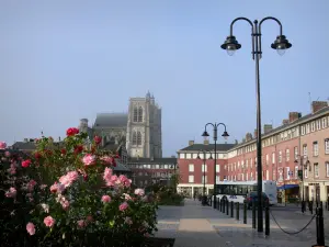 Abbeville - Place ornée de rosiers (roses), collégiale Saint-Vulfran de style gothique flamboyant, lampadaires et immeubles de la ville