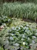 Abteilungspark Morbras - Seerosen im Wassergarten