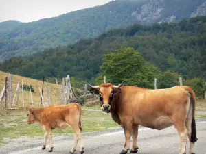 Aigoual massif - Aubrac cow and its calf on a mountain road, forest in background, in the Cévennes National Park (Cévennes massif)