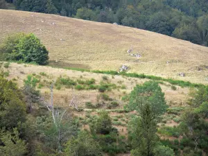 Aigoual massif - Pasture (grass) surrounded by trees; in the Cévennes National Park (Cévennes massif)