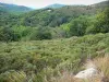 Aigoual massif - Vegetation and trees; in the Cévennes National Park (Cévennes massif)