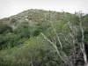 Aigoual massif - Trees; in the Cévennes National Park (Cévennes massif)