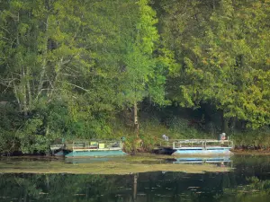 Ain gorges - Trees along River Ain 