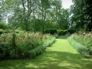 Ainay-le-Vieil castle - Path in the rose garden