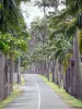 Alameda Dumanoir - El camino alineó con palmas reales