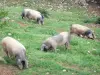 Aldudes-Tal - Baskische Schweine im Freien aufgezogen