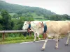 Aldudes-Tal - Kühe auf einer Strasse