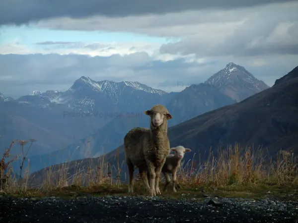 Alpenlandschaften der Savoie - Schaf und sein Lamm, Gräser, Berge mit schneebedeckten Gipfeln und bewölkter Himmel (Hochalpenstrasse: Route des Grandes Alpes)