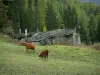 Alpenlandschaften der Savoie - Alm (Weide) mit Kühen der Rasse Abondance und der Rasse Tarine, alter Schafstall (Bau) aus Stein, Skilift und Wald