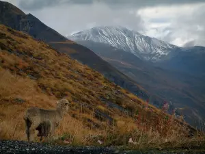 Alpenlandschappen van de Savoie - Schapen en kalf (lam), onkruid, gras, heuvels, bergen met sneeuw en bewolkte hemel (Route des Grandes Alpes)