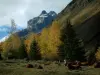 Alpenlandschappen van de Savoie - Alpine koeien, bomen met herfstkleuren en de bergen