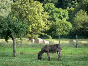 Alpes Mancelles - Burro en un pacas de heno de pasto y árboles en el Parque Natural de Normandía-Maine Regional