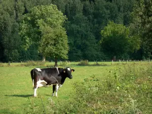 Alpes Mancelles - Vaca en un prado rodeado de árboles en el Parque Natural Regional de Normandie-Maine