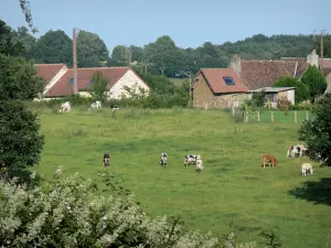 Alpes Mancelles - Rebaño de vacas en un prado, casas de piedra y vegetación, en el Parque Regional Natural Normandía-Maine